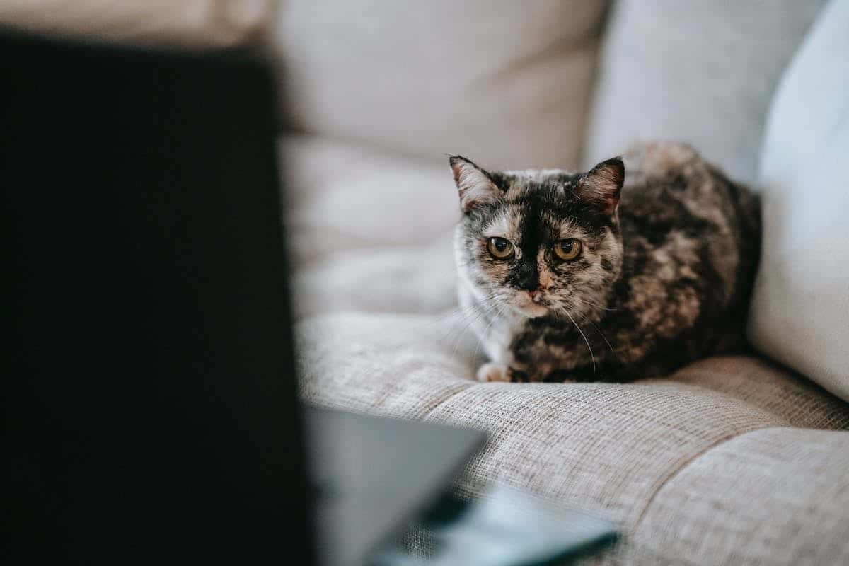Les 5 Meilleurs Sites Pour Discuter Avec Des Amateurs De Chats En Ligne 